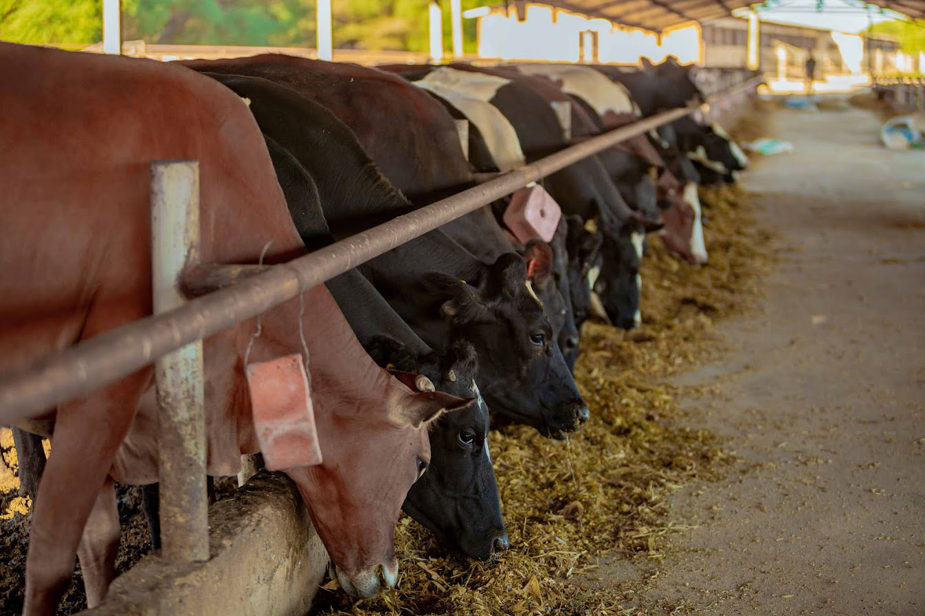 livestock-highland-estate livestock-highland-estate