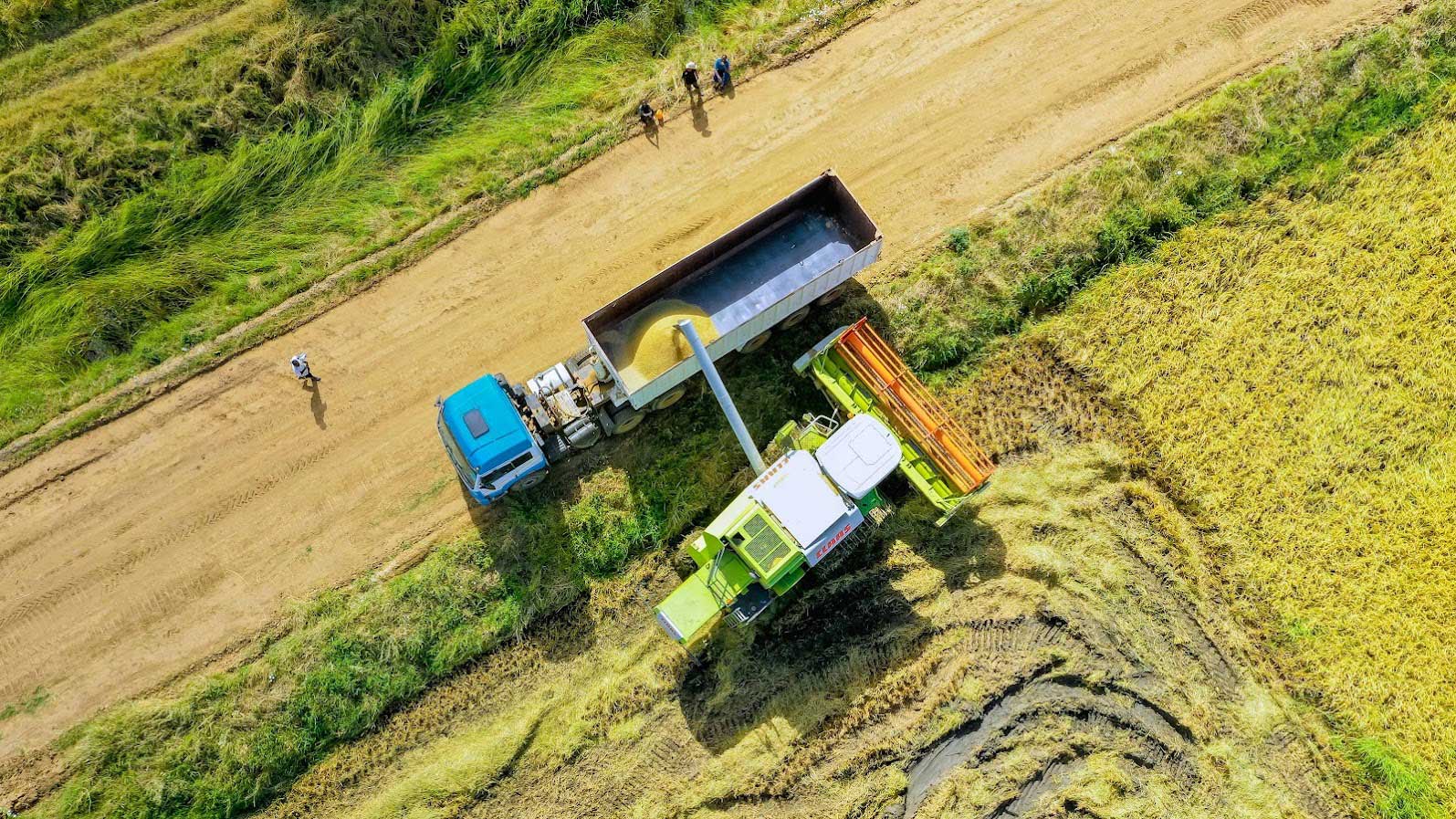 rice-harvest-2-highland-estate rice-harvest-2-highland-estate