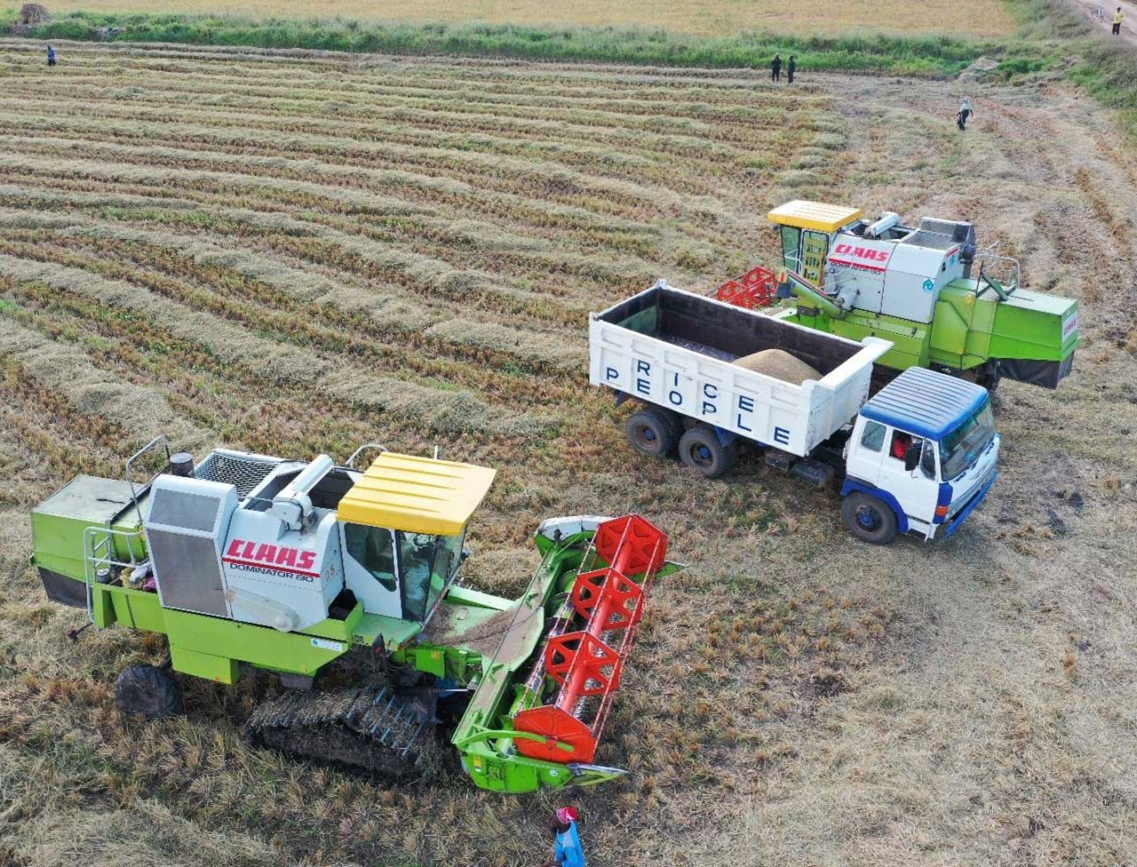 rice-harvest-highland-estate