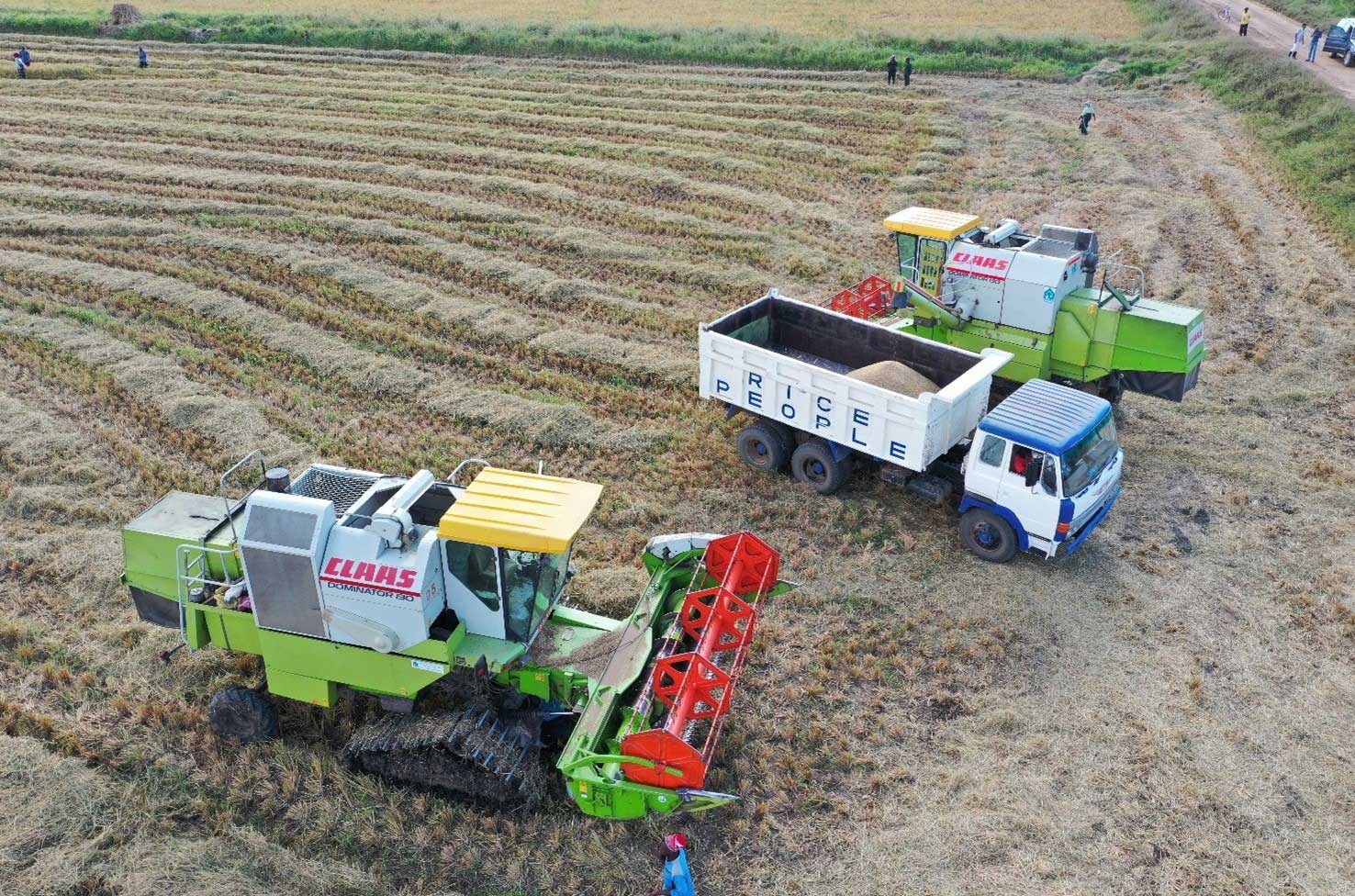 rice-harvest-highland-estate rice-harvest-highland-estate