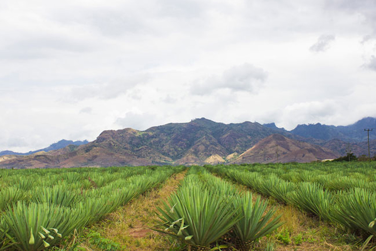 sisal-highland-estate